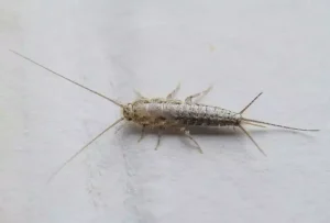 Insectes d’humidité dans la maison : comprendre, identifier et agir