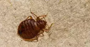 Comment repérer la présence d’insectes d’humidité ?