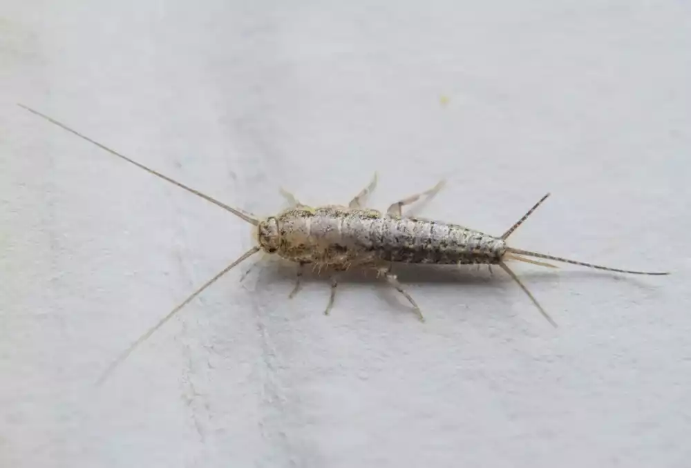 Insectes d’humidité dans la maison : comprendre, identifier et agir